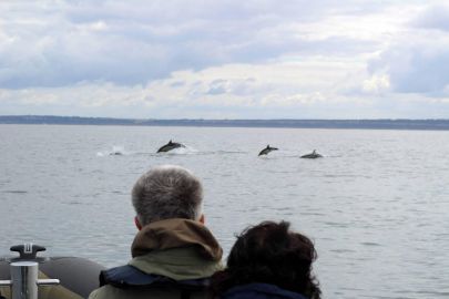 Dolphin Watching Tour from Lisbon