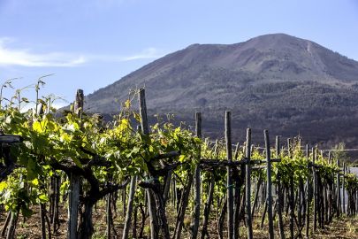 Vesuvius: Wine Tasting