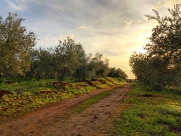 Olive Oil Farm from Seville: Guided Tour