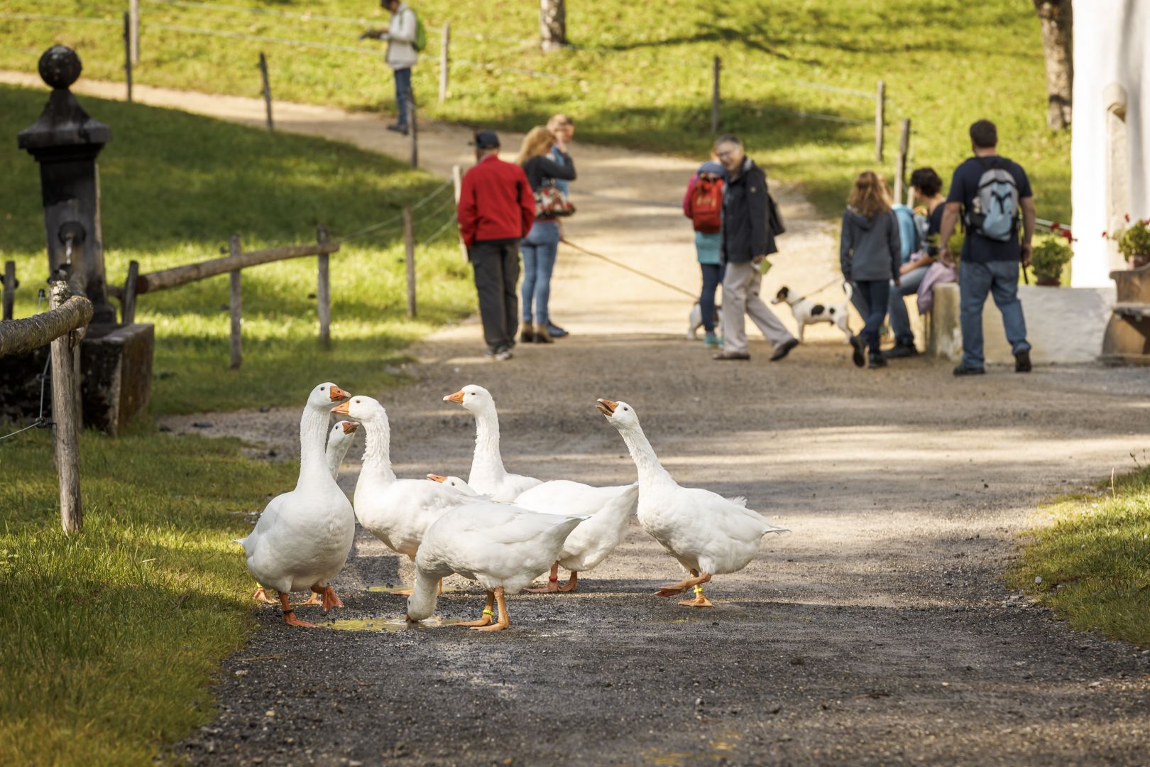 Open-Air Museum Ballenberg: Skip The Line Ticket