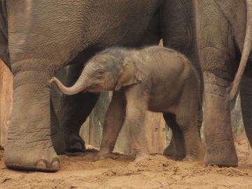 Amersfoort Zoo: Entry Ticket