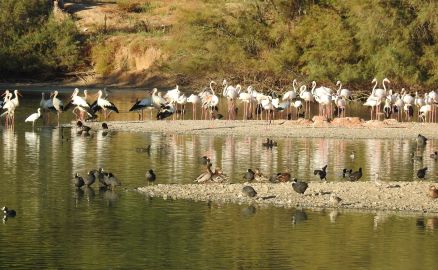 Cañada de los Pájaros Bird Reserve