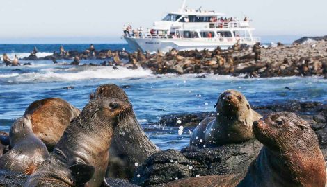 Phillip Island Seal Watching Cruise