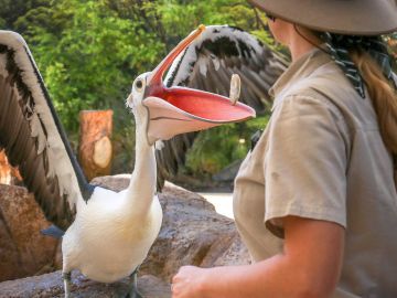 Currumbin Wildlife Sanctuary: Entry Ticket