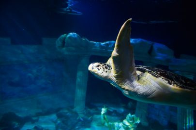 SEA LIFE Porto: Annual Pass