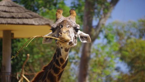 Go City San Diego: All-Inclusive Pass with 40+ Attractions