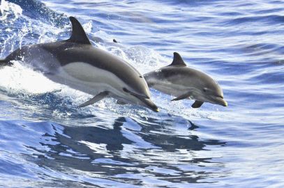 Tenerife: 3-Hour Whale & Dolphin Watching Sailboat Tour with Sandwich & Drinks