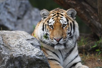 Safaripark Beekse Bergen