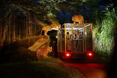 Bali Safari & Marine Park: Night Safari