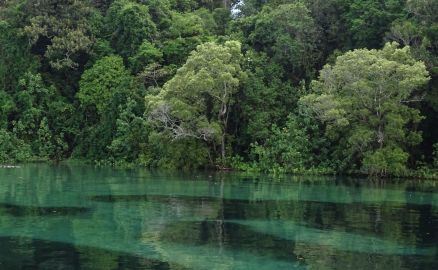 Byron Bay Morning Rainforest River Cruise