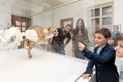 Natural History Museum Graz - Joanneumsviertel