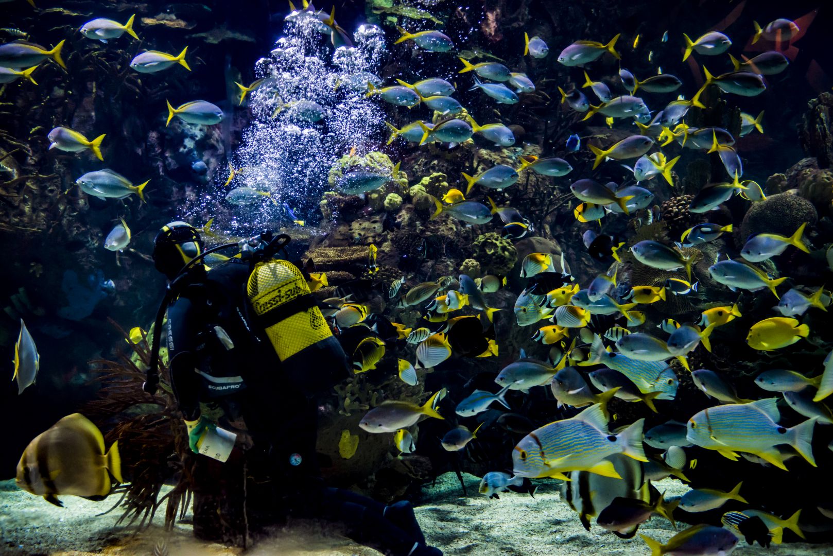 Oceanogràfic & Science Museum: Entry Ticket
