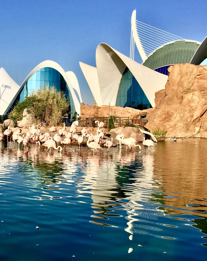 Oceanogràfic & Science Museum: Entry Ticket