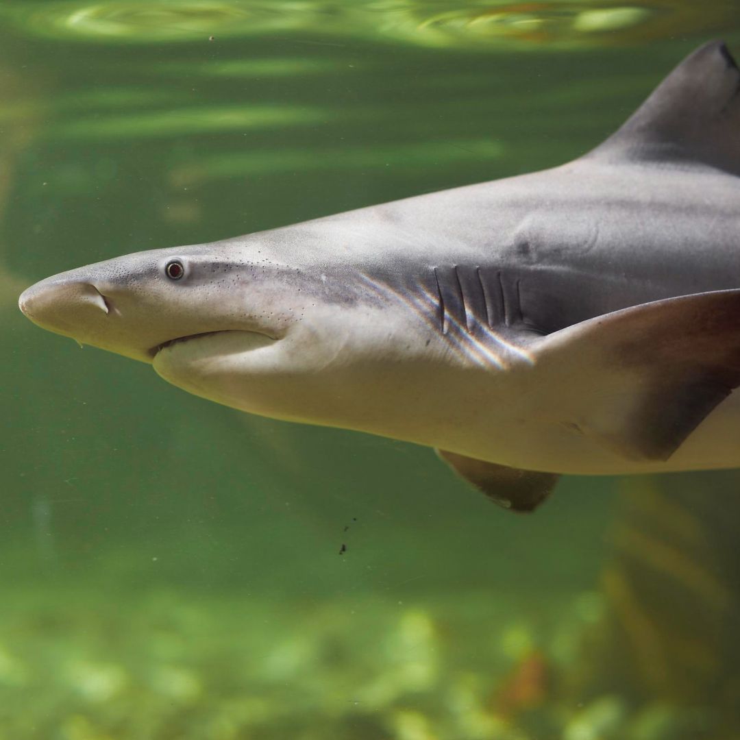 Shark Dive Xtreme at Sea Life Melbourne