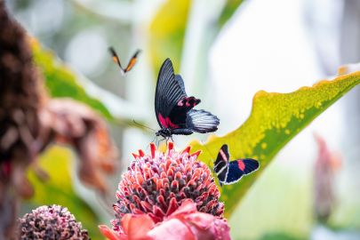 Cockrell Butterfly Center at the Houston Museum of Natural Science: Entry Ticket