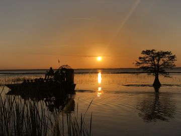 Everglades: 1-Hour Boggy Creek Night Airboat Tour