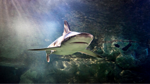 The Orlando Eye + SEA LIFE Standard Admission