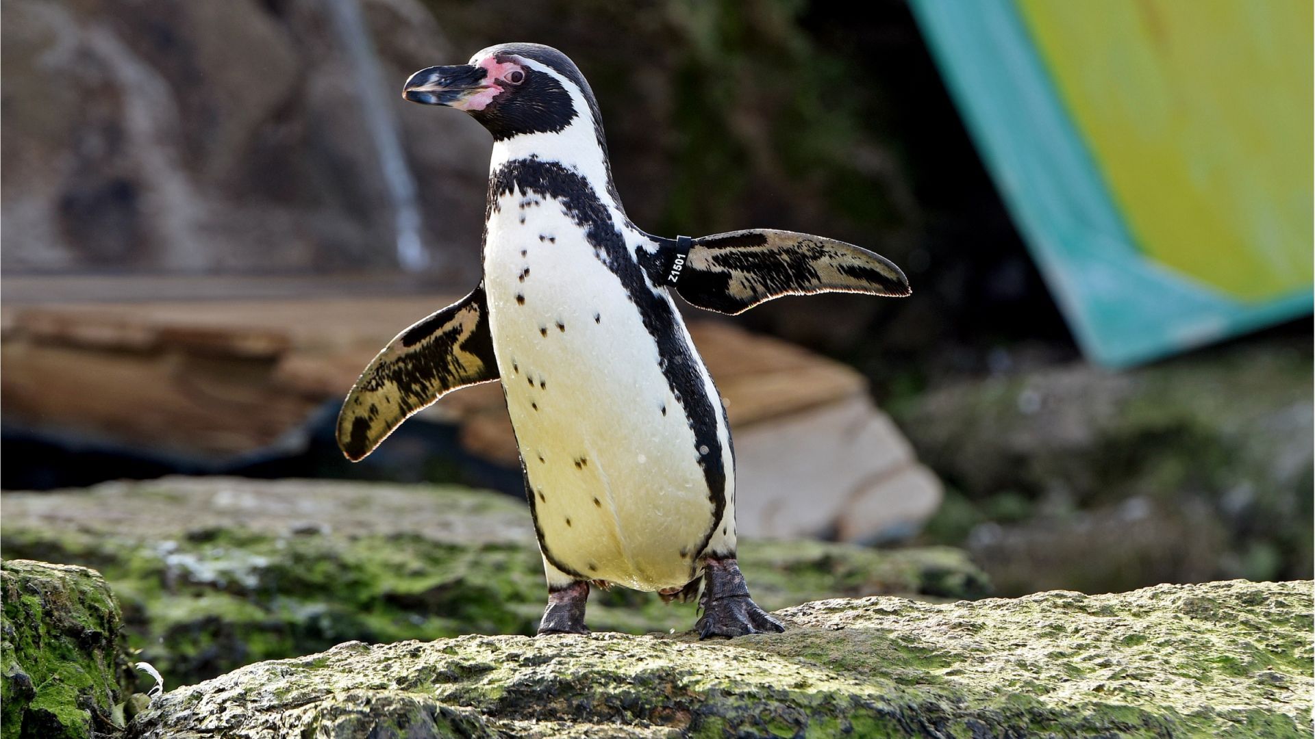 Chessington World of Adventures - One Day Entry (Mon, Thurs, Fri term time)
