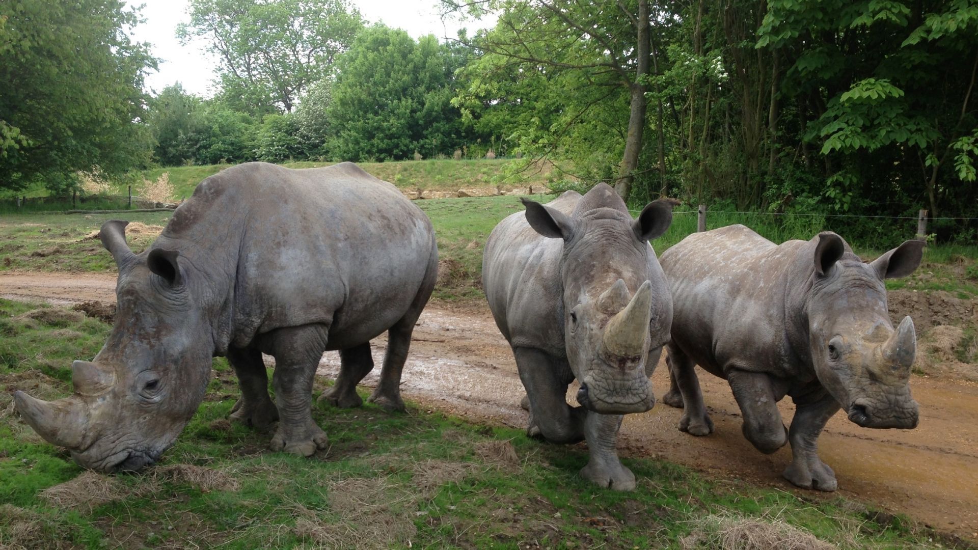 Chessington World of Adventures - One Day Entry (Mon, Thurs, Fri term time)