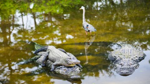 Everglades: Gator Nights 60-Minute Airboat Adventure