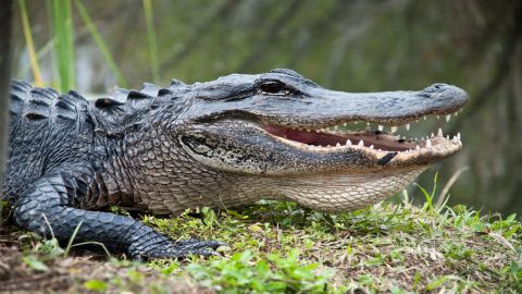 Everglades: 40-Minute Airboat Ride & Animal Sanctuary Admission