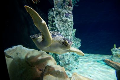 Acquario di Livorno: Entry Ticket