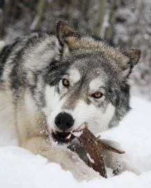 Yamnuska Wolfdog Sanctuary: Entry Ticket + Guided Tour