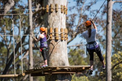 Treetops Adventure: Nowra Park