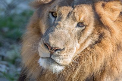 Austin Zoo: Skip The Line Ticket