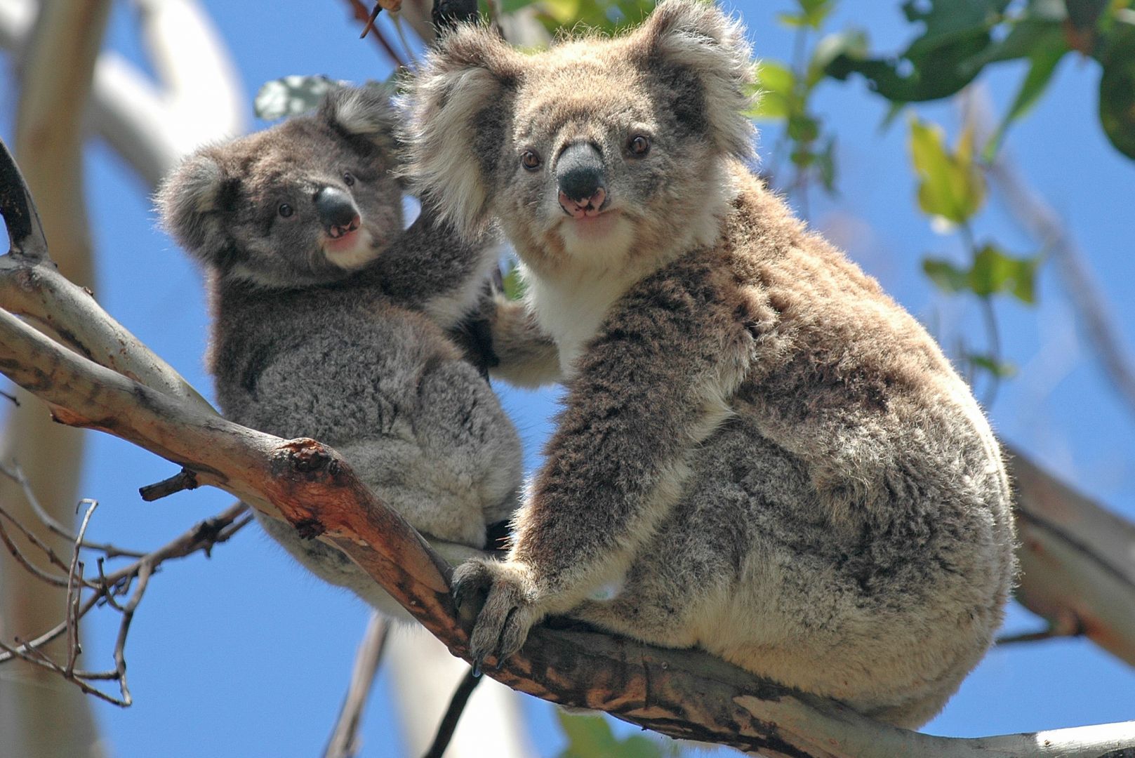 Great Ocean Road: Full-Day Bus Tour from Melbourne