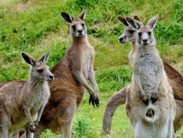 Phillip Island Penguin Parade & Moonlit Sanctuary Conservation Park