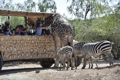 Out of Africa Wildlife Park: Entry Ticket