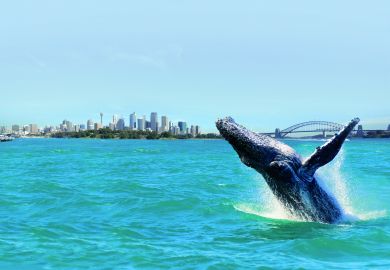 Sydney Harbour: Whale Watching Cruise with Breakfast/Lunch