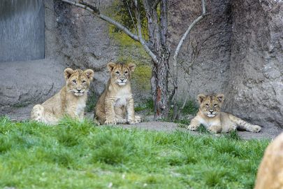 Leipzig Zoo + Day travel card 