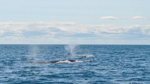 Boston Harbor Whale Watch Cruise 