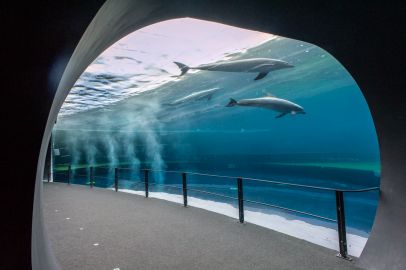 Aquarium of Genoa: Reserved Entrance