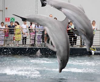 Aquarium of Genoa: Entry Ticket + Lunch