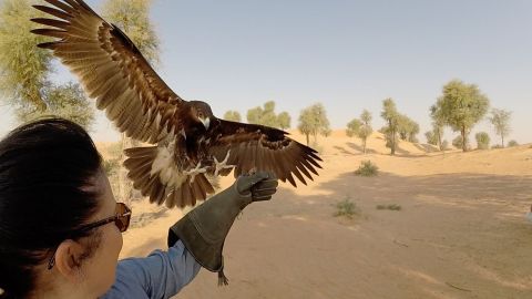 Private Dubai Falcon Safari