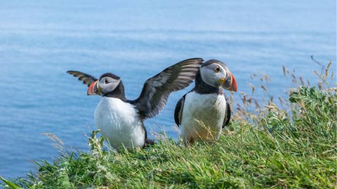 4 Day Mull, Iona and Staffa Experience (Hotel Single Room) from Edinburgh