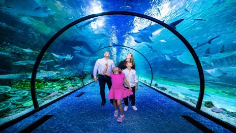 The National Aquarium Abu Dhabi - General Admission Aquarium Journey