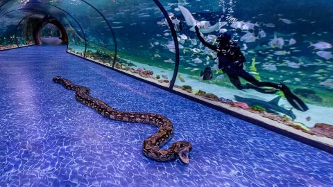 The National Aquarium Abu Dhabi - All-Access Pass with Butterfly Garden Abu Dhabi