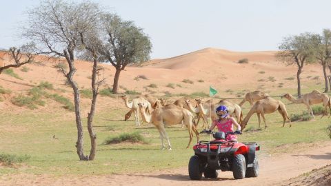 Mega Desert Safari Including Dinner and Entertainment - Sharing basis