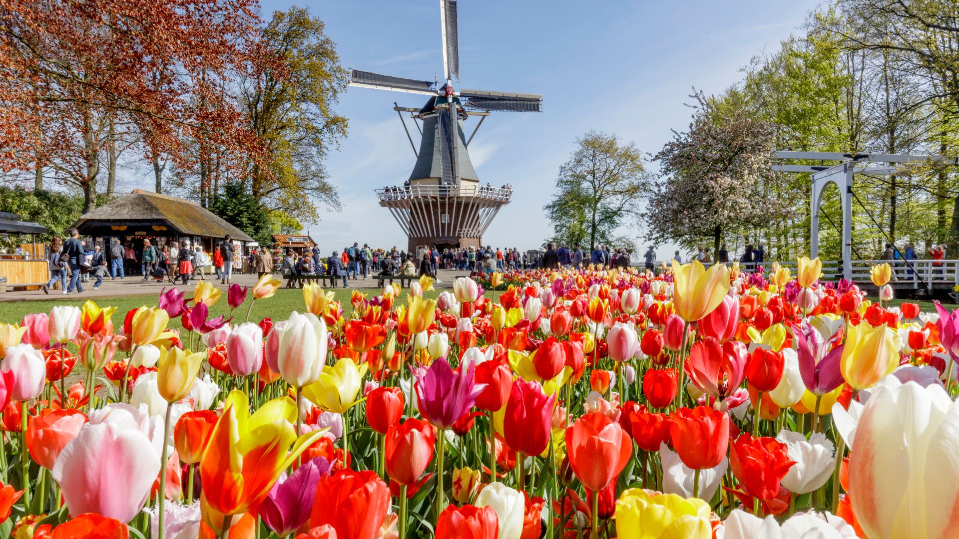 Hop on Hop off tour to Keukenhof by coach including entrance