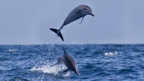 2 Hours Dolphin Watching from Muscat, Oman - Midmorning Tour