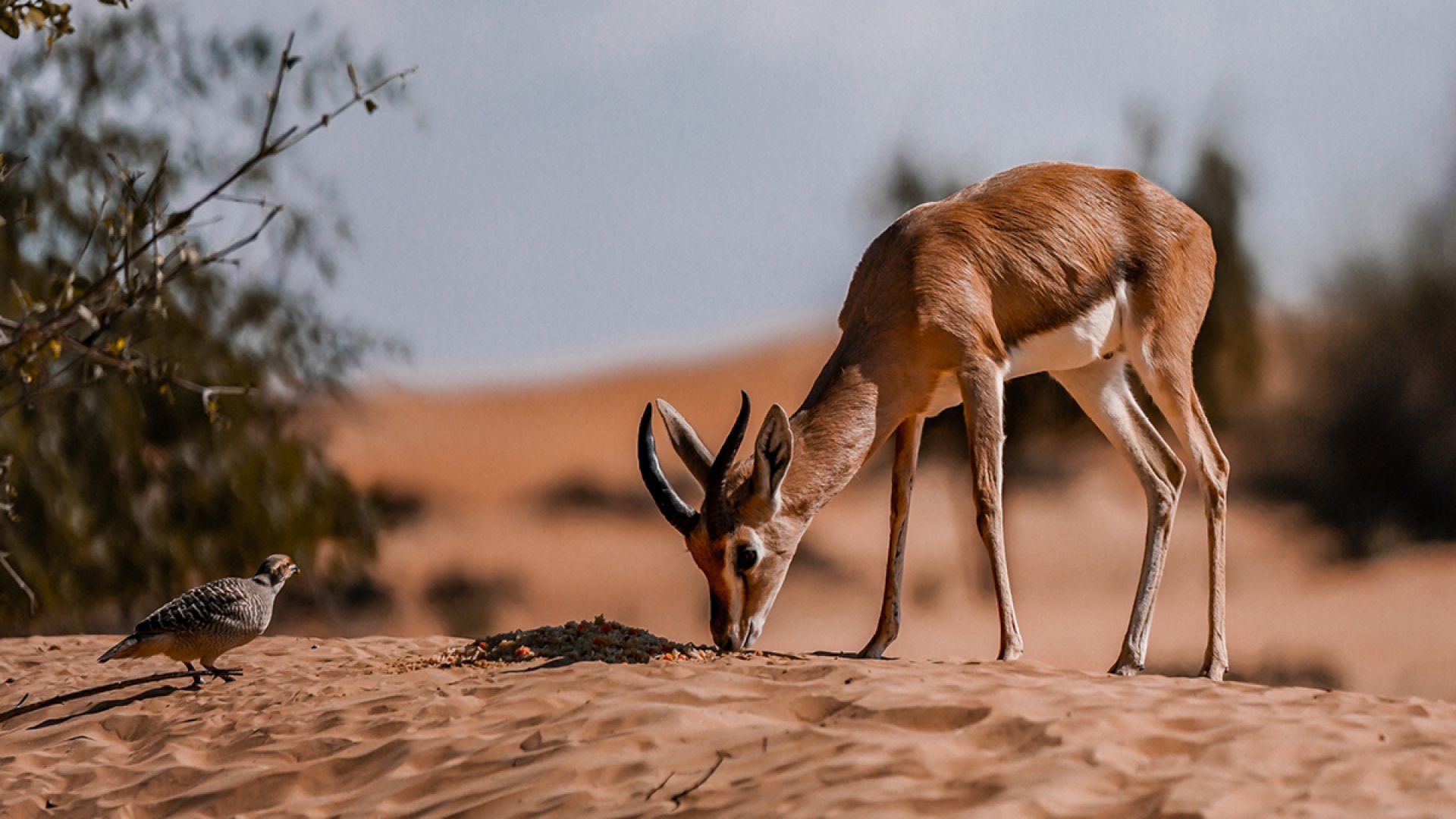 Morning Desert Adventure, Dubai - Shared Vehicle - BOGO
