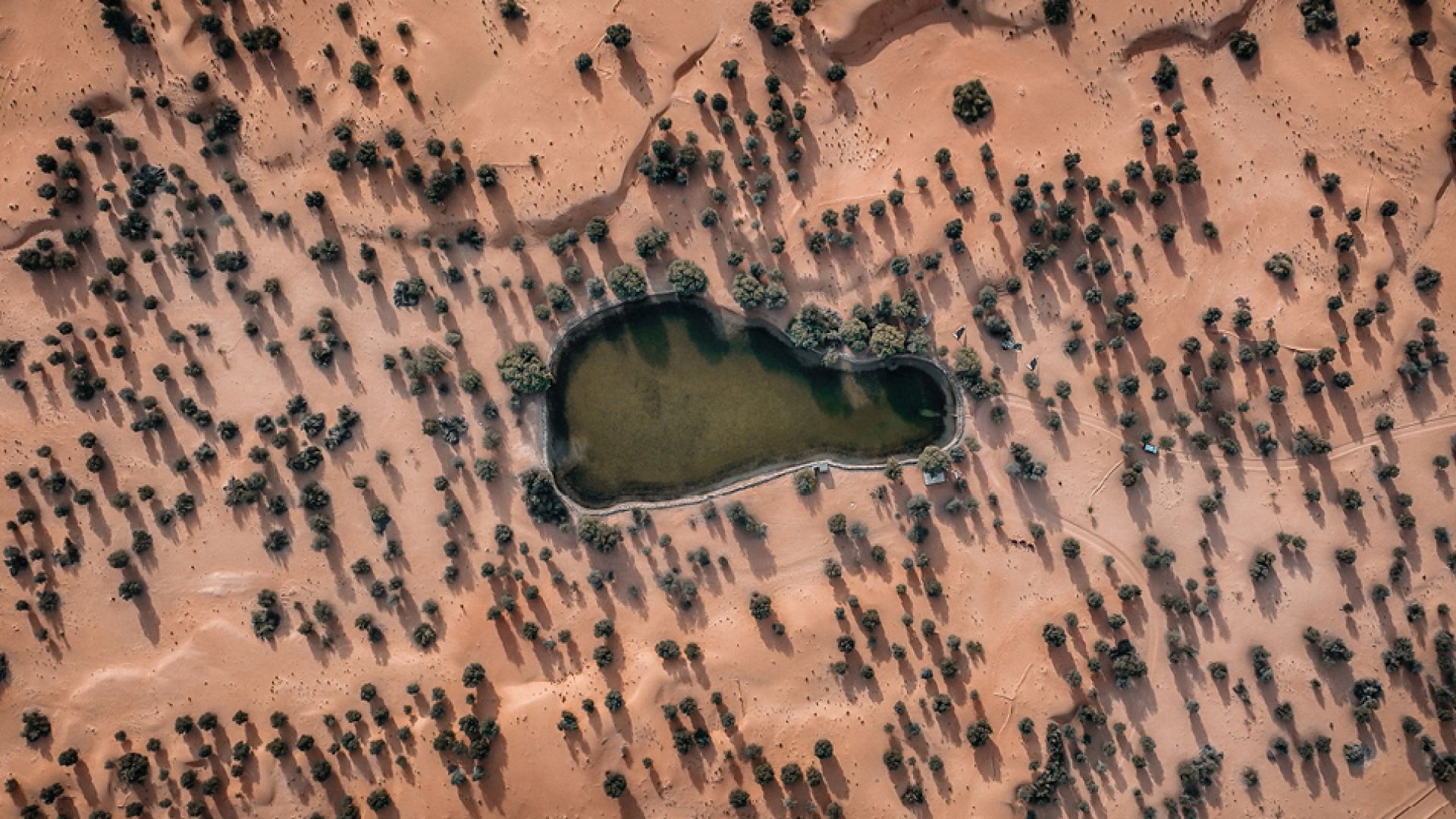 Morning Desert Adventure, Dubai - Shared Vehicle - BOGO