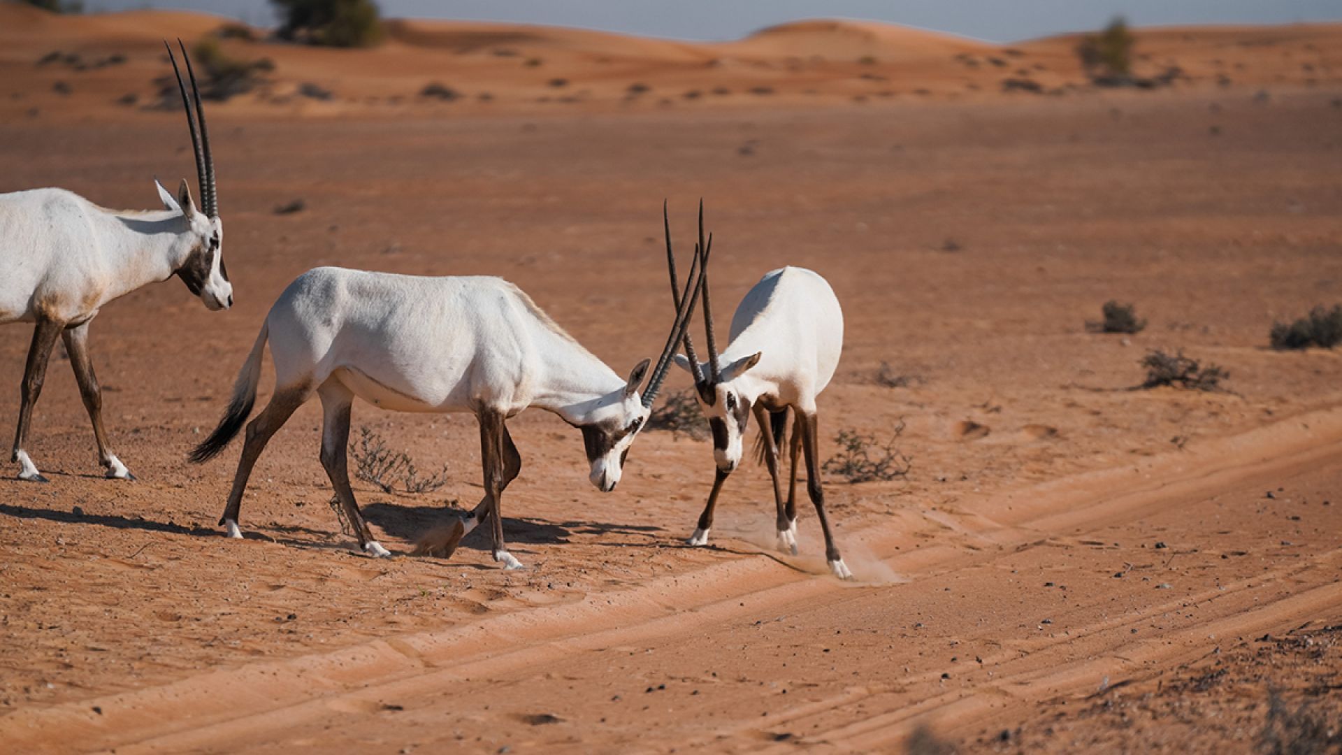 Camel Ride Experience (Summer) - Shared Vehicle - OFFLINE