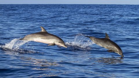 Key West Day Trip from Miami  Day Trip + Dolphin Watching & Snorkeling Eco Cruise + Drinks