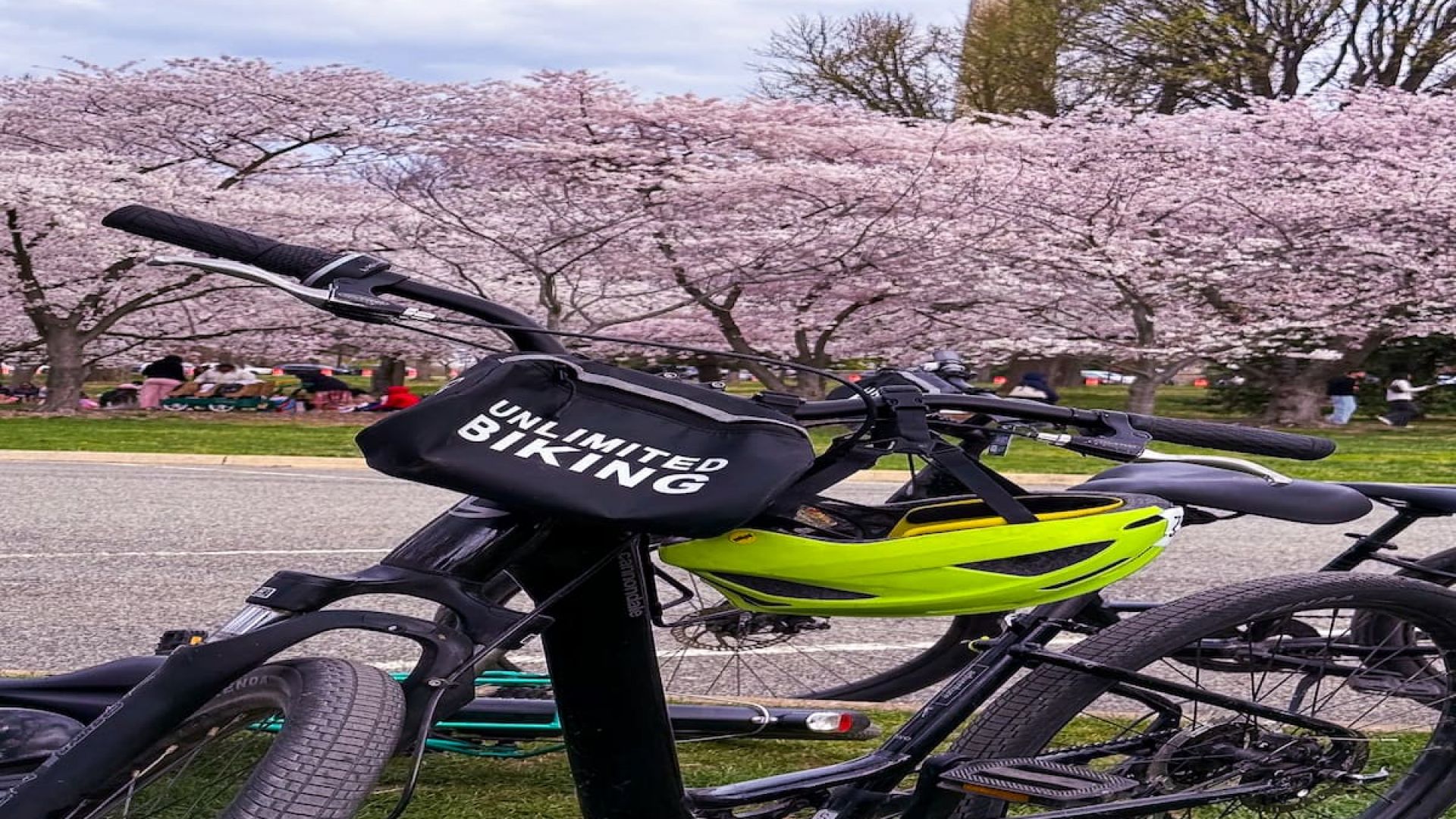 Cherry Blossoms Bike Tour