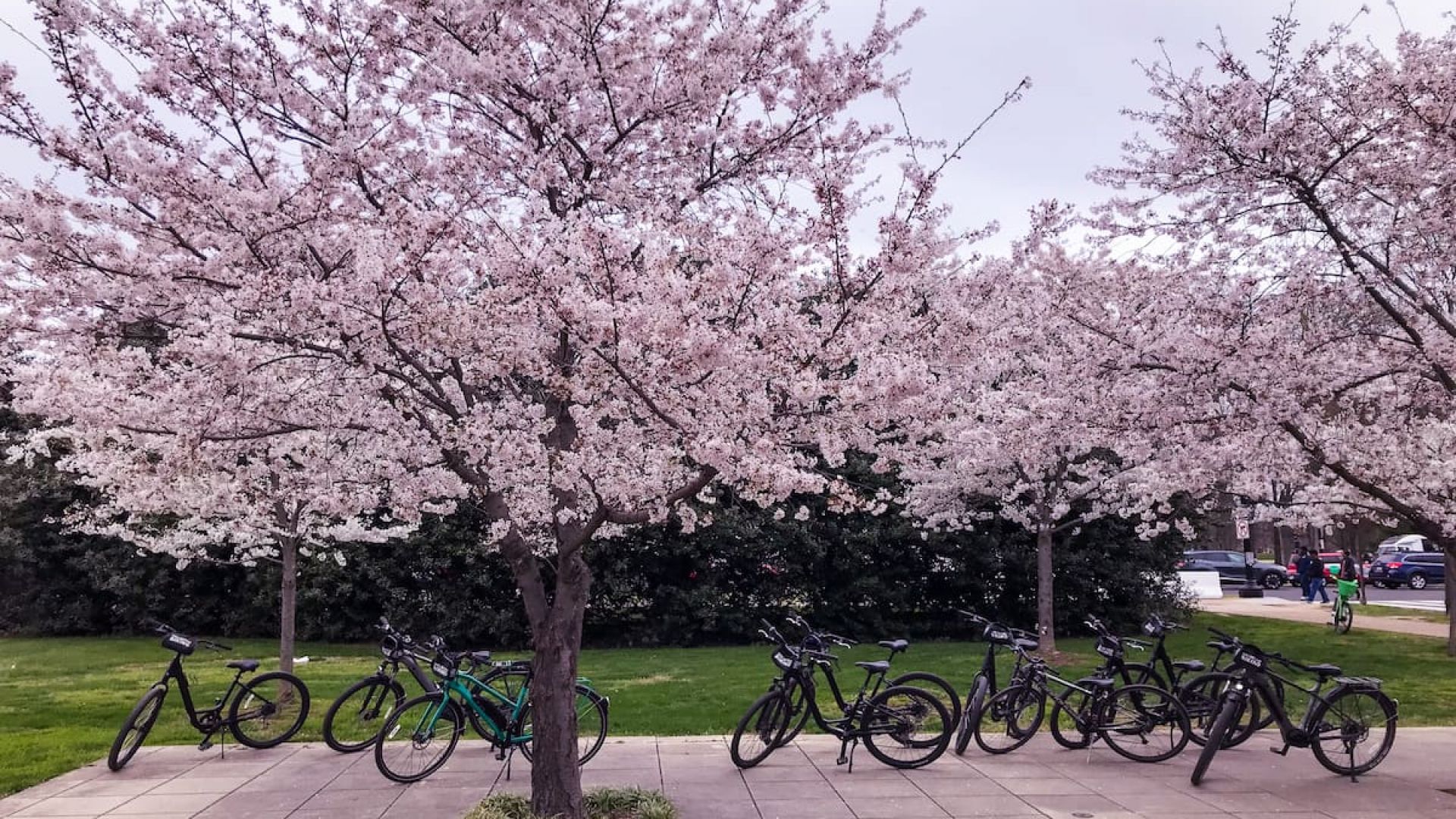 Cherry Blossoms Bike Tour